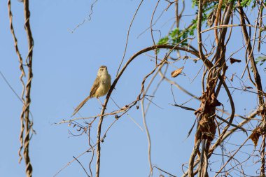 Tawny-böğürtlenli prinia (Prinia subflava) kuşu, dağcılar ağacının yanındaki yaşam alanındaki dala tünemişti..