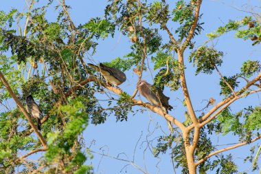 iki (çift) gülen güvercin veya küçük kahverengi güvercin (spilopelia senegalensis) gökyüzüne karşı yüksek yüksek bir ağacın tepesinde tünediler.