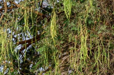gthe tree (Prosopis cineraria) podları veya dallardan sarkan meyve tohumları.