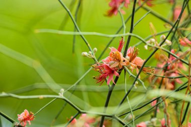 Karira Ağaç Çiçeği 'ne (Capparis desidua) yakın durun. güzel pembe karira çiçek doğa arka planı.