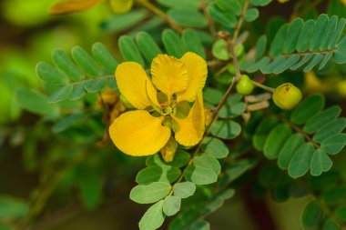 Etrafında yapraklar olan güzel sarı Senna (cassia) çiçeği. Avarampoo bitkisi.