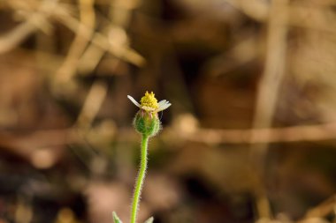Kaplama düğmelerinin (Tridax procumbens) yakın plan çekimleri çiçek doğası soyut arkaplan.