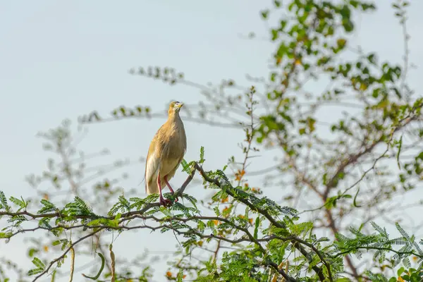 Güneşli bir günde Hindistan gölet balıkçıl kuşunu (Ardeola grayii) kapatın..