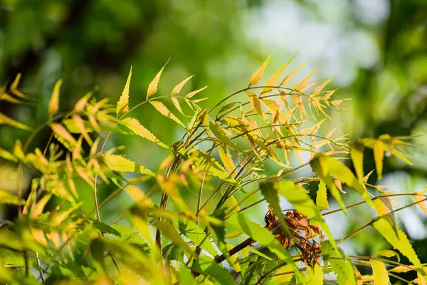 Neem ağacının güzel yeşil yaprakları (Azadirachta indica) doğa arkaplanı.