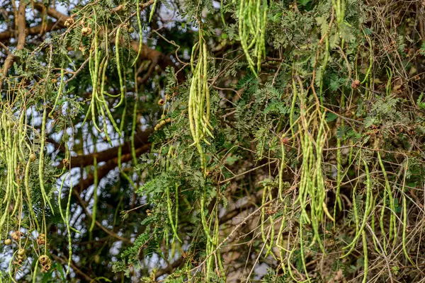 gthe tree (Prosopis cineraria) podları veya dallardan sarkan meyve tohumları.