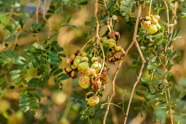 stock image ghaf tree (Prosopis cineraria) galls(lump) hanging from branches close up.