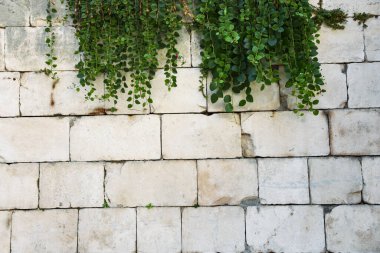 Background old wall. Bricks and green plants 