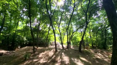 Ormanın güzel manzarası