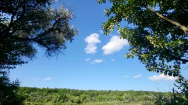 Ağaçlı gökyüzü manzarası