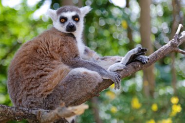 Ring-tailed lemur (Lemur catta Close-Up)