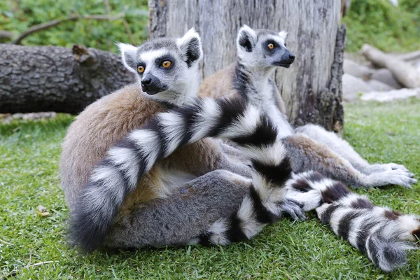 两只环尾狐猴 Lemur Catta 的特写 — 图库照片