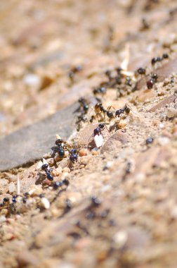 Karıncalar yakın plan. Karınca yuvalarına buğday taşıyan küçük siyah karıncalar.