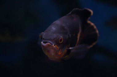 Siyah zemin üzerinde bir Oscar balığı portresi (Astronotus ocellatus)