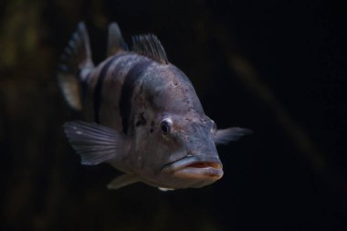 Suyun altında Cichla temensis 'e yakın çekim.