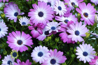 Bahçede mor dimorfotheca ecklonis