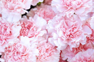 Çiçek tarlasında açan gül karanfillerinin yakın görüntüsü