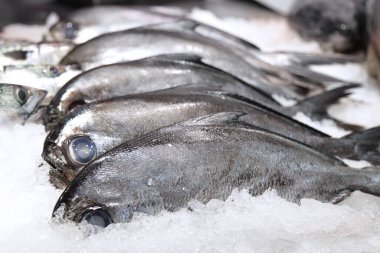 Atlantik Pomfret (Brama brama) balık dükkanında buzda satılıyor