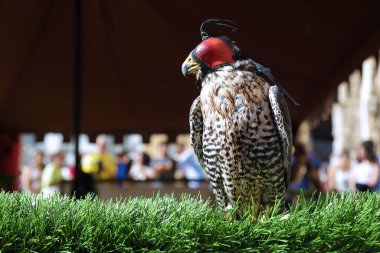 Deri kapüşonlu bir gökdoğan (Falco peregrinus) portresini kapat