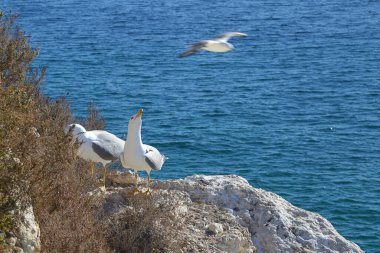 Uçurumdaki birkaç martı