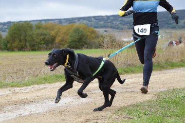 Köpek ve kadın popüler bir kanikros yarışına katılıyor.