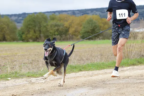 stock image Dog and man taking part in a popular canicross race