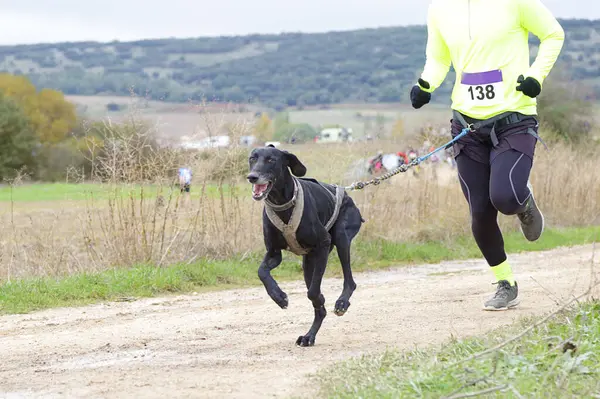 stock image Dog and man taking part in a popular canicross race