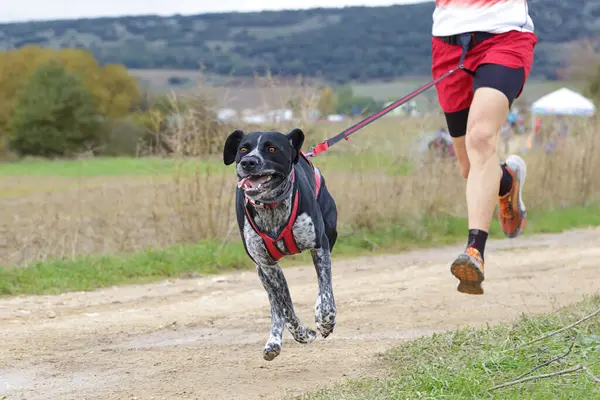 stock image Dog and man taking part in a popular canicross race