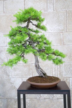 Tahta bir masada karaçam.