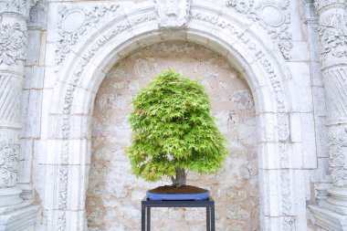 Ahşap bir masada akçaağaç bonsai (acer)