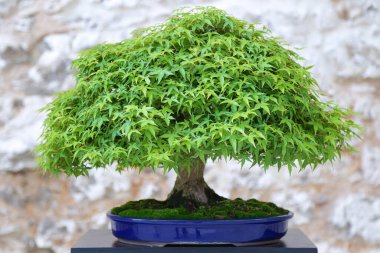 Ahşap bir masada akçaağaç bonsai (acer)