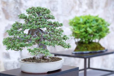 Cotoneaster ve küçük Avrupa kayın ormanları ahşap bir masa üzerinde