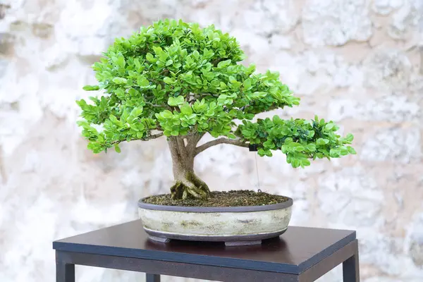 stock image Common box bonsai on a wooden table