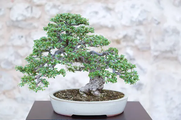 Cotoneaster bonsai Tahta bir masada