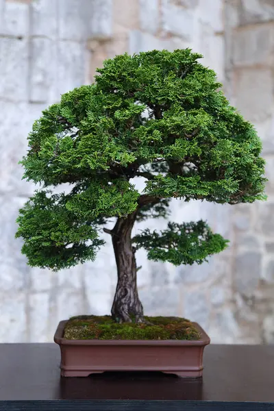 stock image Bonsai false cypress (Chamaecyparis) on a wooden table