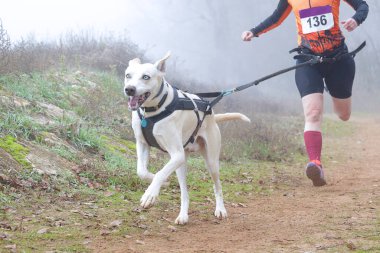 Köpek ve kadın sisli bir günde popüler bir kanikros yarışına katılıyor.