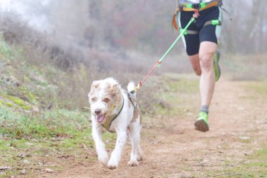 Köpek ve insan sisli bir günde popüler bir kanikros yarışına katılıyor.