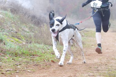 Dog and womman taking part in a popular canicross race on a foggy day clipart