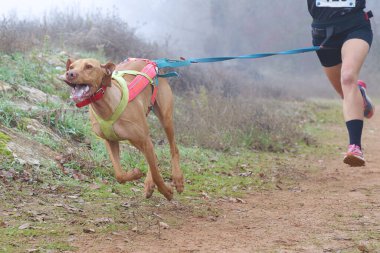 Köpek ve kadın sisli bir günde popüler bir kanikros yarışına katılıyor.