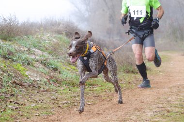 Köpek ve insan sisli bir günde popüler bir kanikros yarışına katılıyor.