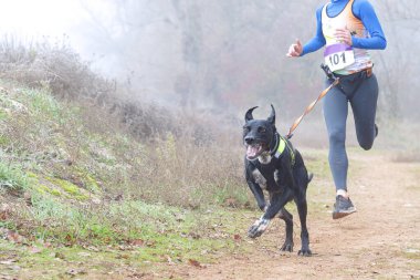 Köpek ve insan sisli bir günde popüler bir kanikros yarışına katılıyor.