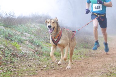 Köpek ve insan sisli bir günde popüler bir kanikros yarışına katılıyor.
