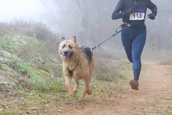 stock image Dog and womman taking part in a popular canicross race on a foggy day