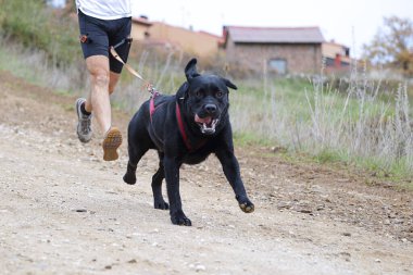 Köpek ve insan popüler bir kanikros yarışına katılıyor.