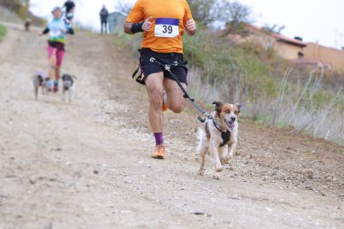 Çok sayıda sporcu ve köpekleri popüler bir kanikros yarışına katılıyor.