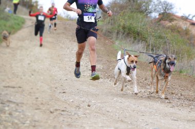 Çok sayıda sporcu ve köpekleri popüler bir kanikros yarışına katılıyor.