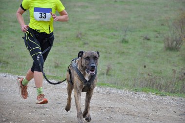 Köpek ve kadın popüler bir kanikros yarışına katılıyor.