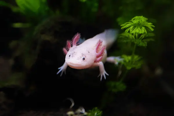 Şirin pembe axolotl (Ambystoma mexicanum)
