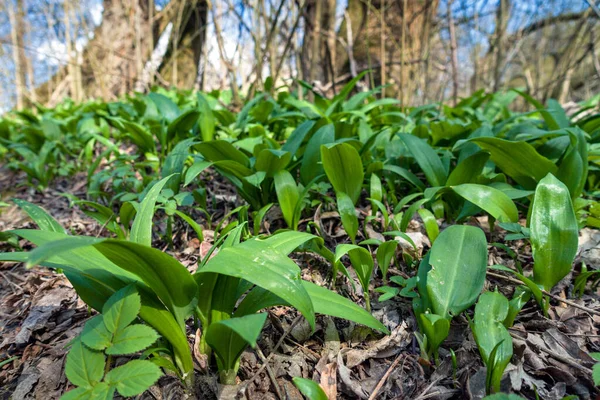 Bratislava 'da ayı sarımsağı, su baskını ormanları, Slovakya.