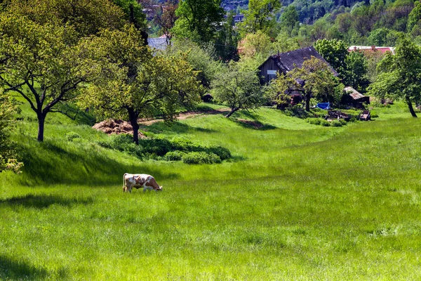 Cow in a meadow near Banska Stiavnica, Slovakia.