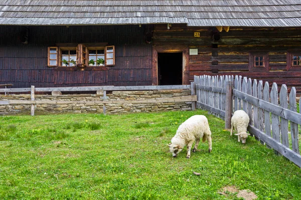 Freilichtmuseum Zuberec Slowakisches Dorfmuseum Weidende Schafe Slowakei — Stockfoto